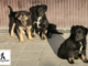 Tre cucciole nate in canile vi stanno aspettando