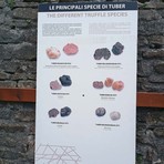 A Roddino una settimana tra musica, tartufo e boschi: due eventi per raccontare l'identità delle Langhe