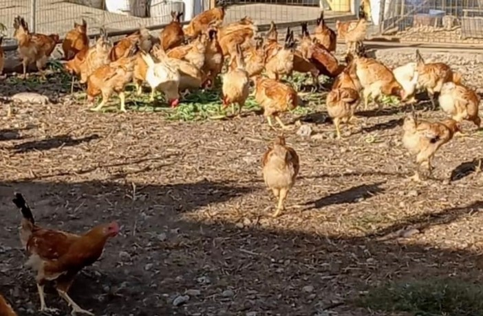 "Creatori di Eccellenza": Confartigianato e Consorzio del Real Cappone di Racconigi insieme per valorizzare l'artigianato piemontese "Creatori di Eccellenza": Confartigianato e Consorzio del Real Cappone di Racconigi insieme per valorizzare l'artigianato piemontese