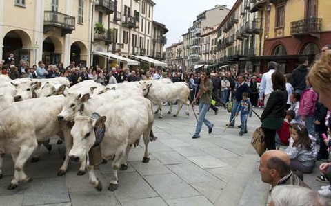 A Saluzzo torna la Rudunà, la grande festa degli animali d'alpeggio