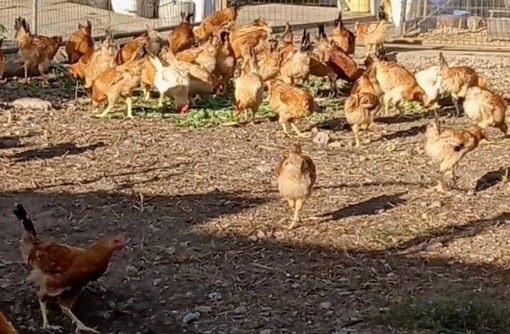 &quot;Creatori di Eccellenza&quot;: Confartigianato e Consorzio del Real Cappone di Racconigi insieme per valorizzare l'artigianato piemontese