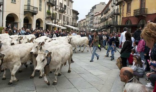 A Saluzzo torna la Rudunà, la grande festa degli animali d'alpeggio A Saluzzo torna la Rudunà, la grande festa degli animali d'alpeggio