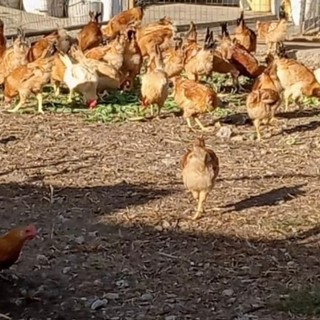 "Creatori di Eccellenza": Confartigianato e Consorzio del Real Cappone di Racconigi insieme per valorizzare l'artigianato piemontese "Creatori di Eccellenza": Confartigianato e Consorzio del Real Cappone di Racconigi insieme per valorizzare l'artigianato piemontese