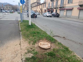 Saluzzo, nuova alberata di via Savigliano