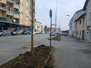 Saluzzo, nuova alberata di via Savigliano