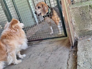 Il cagnolino Spritz Il cagnolino Spritz