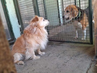 Il cagnolino Spritz Il cagnolino Spritz