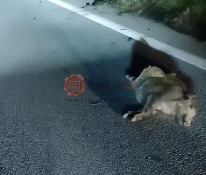 Sette cinghiali investiti e ammazzati sulla Statale 28 a Garessio Sette cinghiali investiti e ammazzati sulla Statale 28 a Garessio