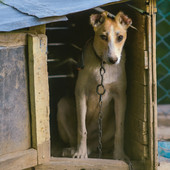 Alta Val Tanaro, lezioni sul benessere animale nelle scuole: quasi 300 studenti imparano il rispetto per i cani