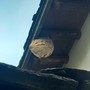 Vespa velutina, cresce l'allarme nelle Langhe: nidi e avvistamenti anche vicino ai vigneti