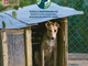 Il progetto per l'educazione e il benessere dei cani in Val Tanaro si conclude con una campagna una campagna di sensibilizzazione diffusa