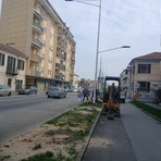 Saluzzo, la messa a dimora della nuova alberata in via Savigliano