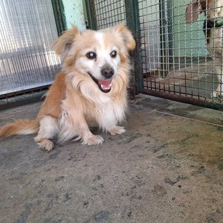 Il cagnolino Spritz nel suo box alla Casa di Freddy di Busca Il cagnolino Spritz nel suo box alla Casa di Freddy di Busca