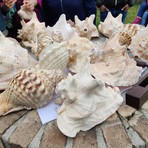 Sabato Santo tra caccia alle uova, suono delle conchiglie, concerti e riti antichi Sabato Santo tra caccia alle uova, suono delle conchiglie, concerti e riti antichi