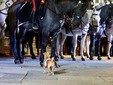 Saluzzo, La Fanfara a Cavallo del IV Reggimento dei Carabinieri di Roma- Foto Paola Ravazzi Saluzzo, La Fanfara a Cavallo del IV Reggimento dei Carabinieri di Roma- Foto Paola Ravazzi