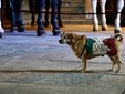 Saluzzo, La Fanfara a Cavallo del IV Reggimento dei Carabinieri di Roma- Foto Paola Ravazzi Saluzzo, La Fanfara a Cavallo del IV Reggimento dei Carabinieri di Roma- Foto Paola Ravazzi
