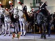 Saluzzo, La Fanfara a Cavallo del IV Reggimento dei Carabinieri di Roma- Foto Paola Ravazzi Saluzzo, La Fanfara a Cavallo del IV Reggimento dei Carabinieri di Roma- Foto Paola Ravazzi