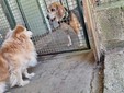 Il cagnolino Spritz Il cagnolino Spritz