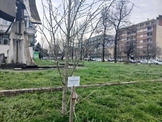 Saluzzo, l'albero Ginko Biloba  intitolato a Giulia Cecchettin