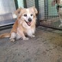 Il cagnolino Spritz nel suo box alla Casa di Freddy di Busca Il cagnolino Spritz nel suo box alla Casa di Freddy di Busca