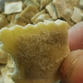 Sagra dell'Agnolotto, Botta (Cia Cuneo): "A Villa di Verzuolo agricoltura protagonista della camminata che valorizza gusto e territorio" Sagra dell'Agnolotto, Botta (Cia Cuneo): "A Villa di Verzuolo agricoltura protagonista della camminata che valorizza gusto e territorio"