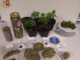 Una serra per coltivare marijuana nell'azienda di famiglia: nei guai 24enne di Piasco