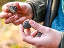 Il ddl sul tartufo approda oggi in Commissione ad Alba: “Ignorata la specificità del bianco, è un errore trattarlo come una coltura”