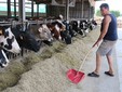 Valerio Busso sistema il pasto dei bovini