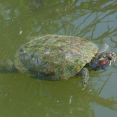 Immagine da Wikimedia