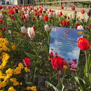 Alba: fioriti i bulbi di tulipano donati dal Castello di Pralormo