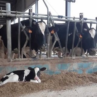 Formazione obbligatoria per allevatori e trasportatori di animali, Cia Cuneo raccoglie le preadesioni