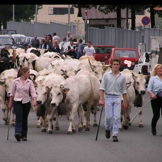 Pastori e tradizione protagonisti alla Fiero de Son Martin di Casteldelfino
