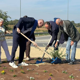 La piantumazione dell'ulivo nella rotatoria di via Otteria La piantumazione dell'ulivo nella rotatoria di via Otteria