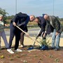 La piantumazione dell'ulivo nella rotatoria di via Otteria La piantumazione dell'ulivo nella rotatoria di via Otteria