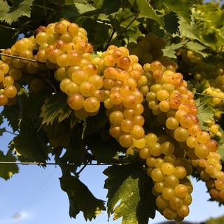 Docg Asti, fumata nera in Regione sulle rese della vendemmia: muro contro muro tra agricoltori e industrie Docg Asti, fumata nera in Regione sulle rese della vendemmia: muro contro muro tra agricoltori e industrie