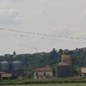 Uccelli appollaiati sui fili elettrici nella campagna di Bra Uccelli appollaiati sui fili elettrici nella campagna di Bra