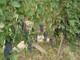 I produttori di vino possono ottenere contributi per realizzare locali di degustazione e vendita