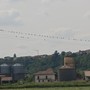 Uccelli appollaiati sui fili elettrici nella campagna di Bra Uccelli appollaiati sui fili elettrici nella campagna di Bra
