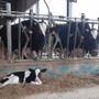 Formazione obbligatoria per allevatori e trasportatori di animali, Cia Cuneo raccoglie le preadesioni