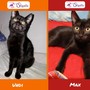 Le gattine tutte nere Undi e Max
