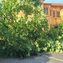 Il grande albero caduto davanti alla Scuola Primaria di Villafalletto nel centro del paese Il grande albero caduto davanti alla Scuola Primaria di Villafalletto nel centro del paese