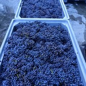 Vino: ok da consiglio Uiv a misure per contenimento produttivo in vista della vendemmia Vino: ok da consiglio Uiv a misure per contenimento produttivo in vista della vendemmia