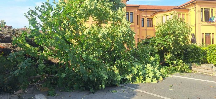 Il grande albero caduto davanti alla Scuola Primaria di Villafalletto nel centro del paese Il grande albero caduto davanti alla Scuola Primaria di Villafalletto nel centro del paese