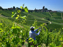 Stagionali in agricoltura: venti Comuni di Langhe e Roero al tavolo "anti caporalato" Stagionali in agricoltura: venti Comuni di Langhe e Roero al tavolo "anti caporalato"