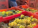 Vendemmia di qualità nel Roero, "ma lo sguardo resta vigile sui mercati"
