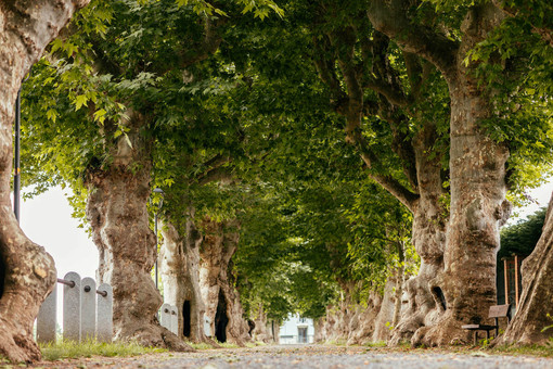 Cherasco protagonista di “Green Up”: al via il piano strategico per la gestione innovativa e sostenibile del verde pubblico