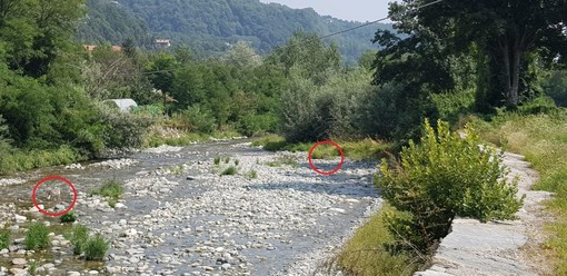 I lupi fotografati nel a Venasca, nel torrente Varaita