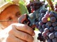 Necessario dare chiarezza e uniformità al settore vitivinicolo: stabiliti i parametri di rilevazione dei prezzi delle uve da vino DOC e DOCG