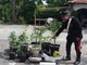 I carabinieri intervengono per sedare una lite a Revello e scoprono piccola piantagione di marijuana