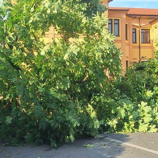 Il grande albero caduto davanti alla Scuola Primaria di Villafalletto nel centro del paese